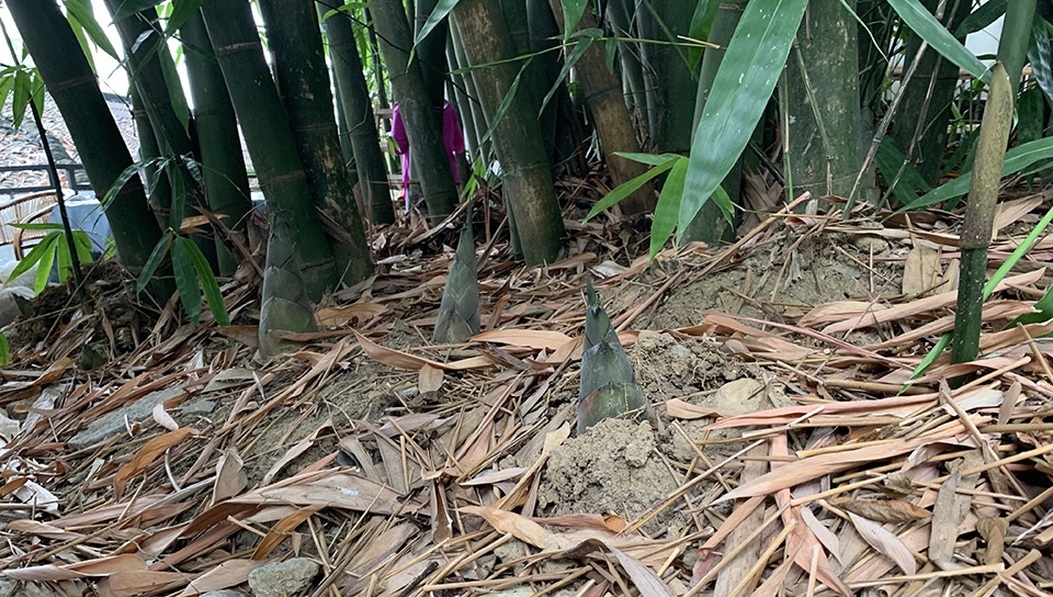 崇州竹艺村游客中心 | 以竹为韵,意象建筑的完美诠释-40