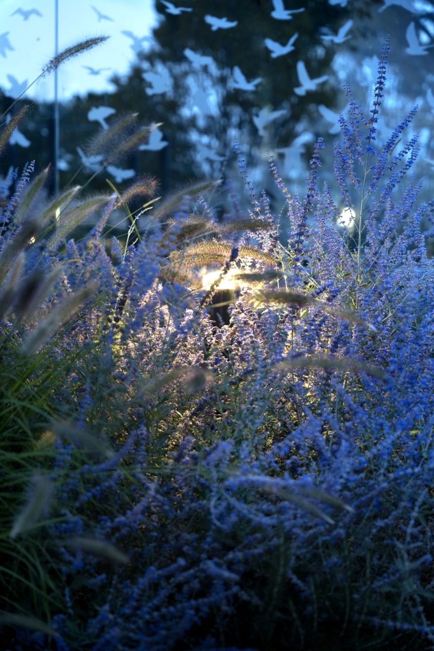 一座充满当代美学的私人花园丨Pool landscape-30