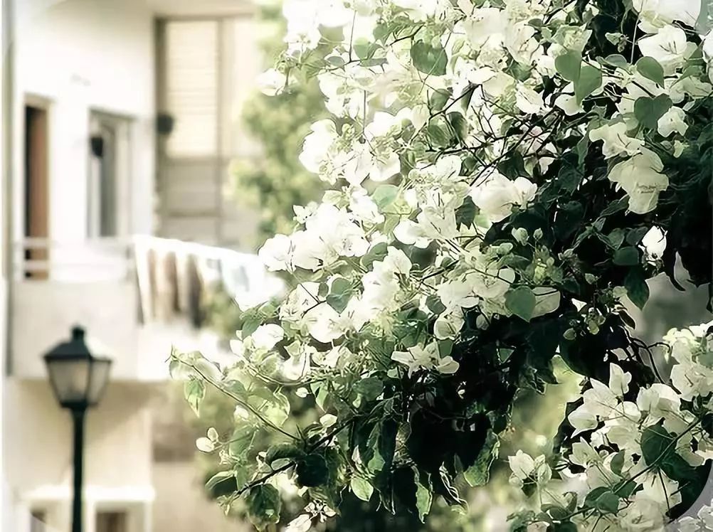 罗汉松 | 庭院中的守财吉祥树-77