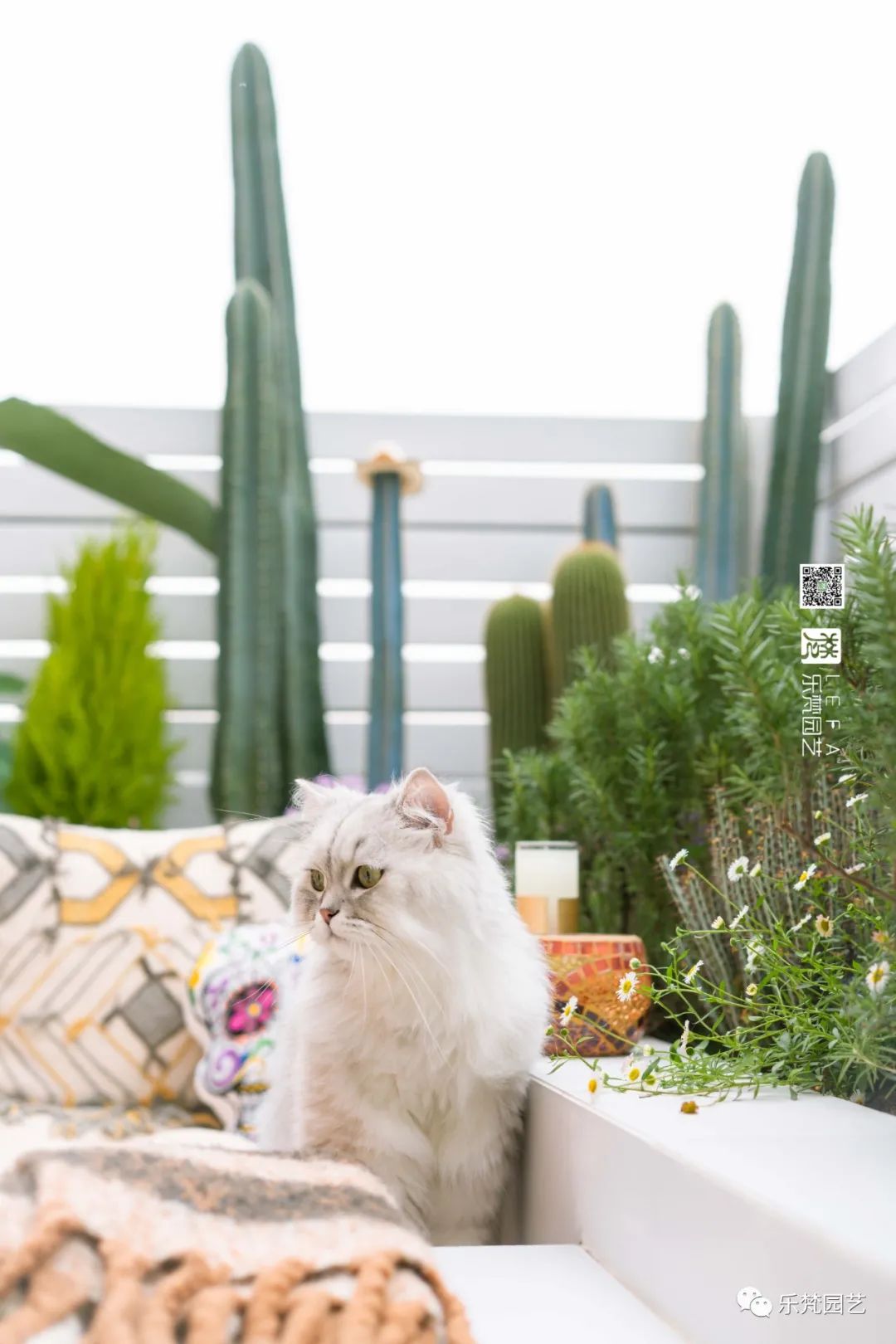 媚媚猫咪的摩洛哥阳台花园丨乐梵园艺-45