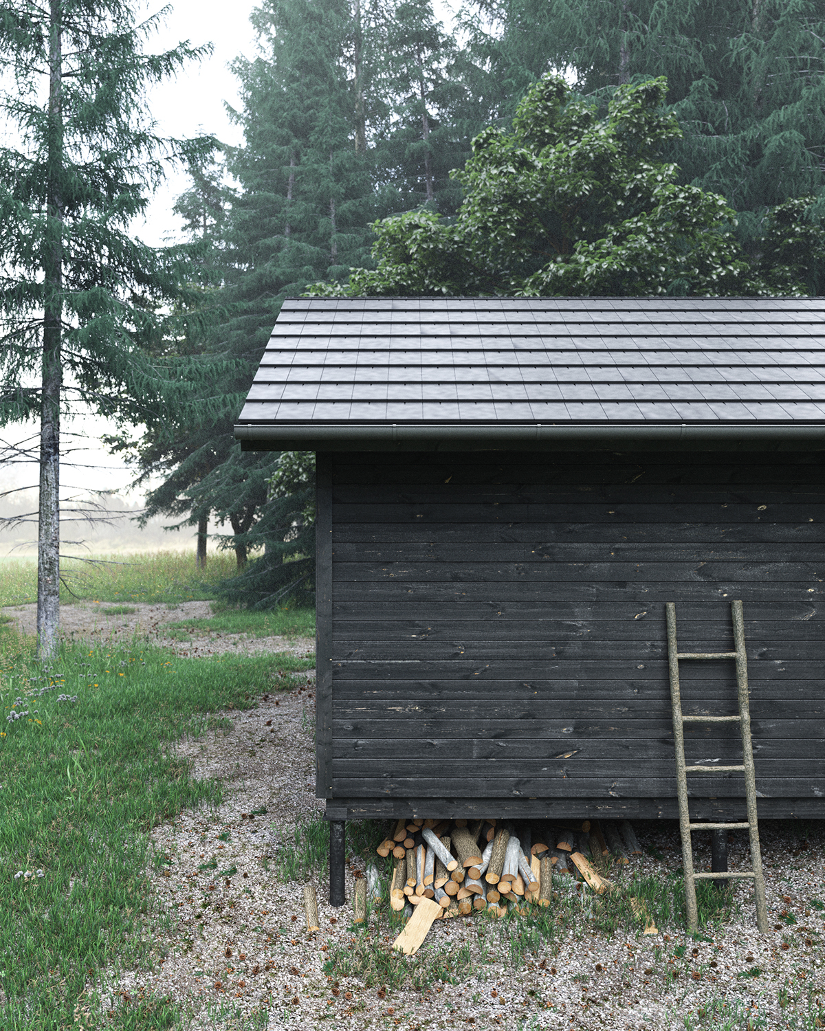 Morning in the forest-3