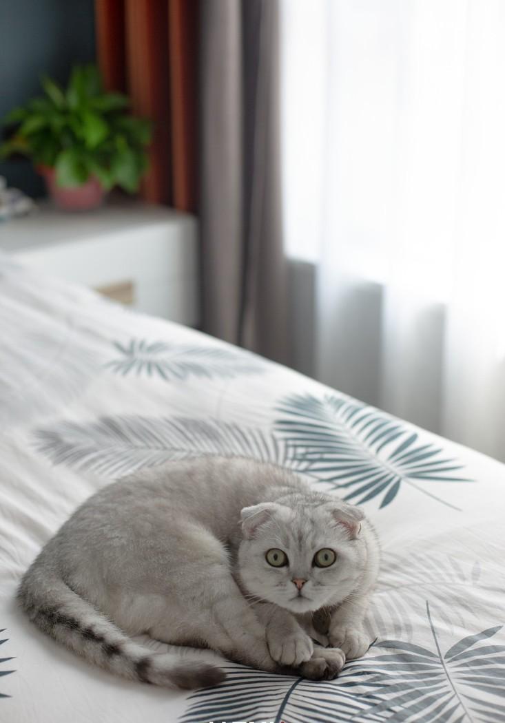 “喵”之家的幸福生活-52