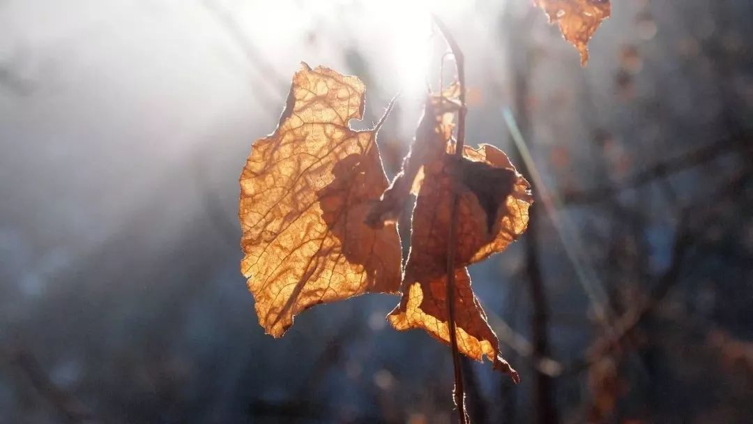 终南山书院 | 回归自然的诗意栖居-65
