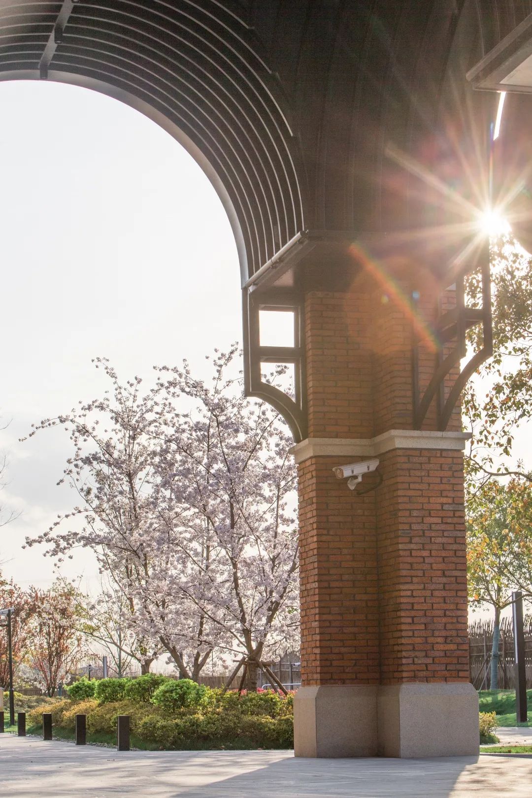 魔都五大赏樱胜地丨中国上海-70