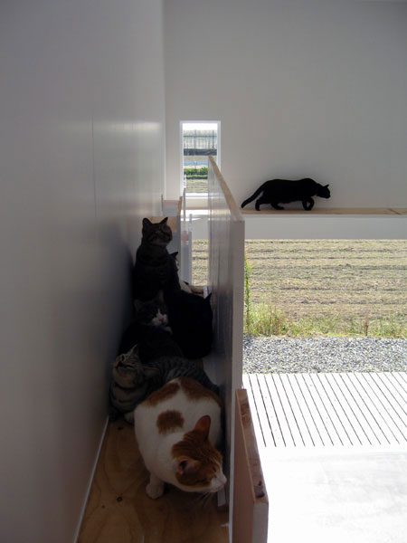 丨日本宫崎丨COGITE-5