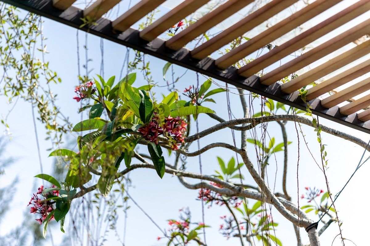 风土共生,绿色环保的越南“风水”之家-6