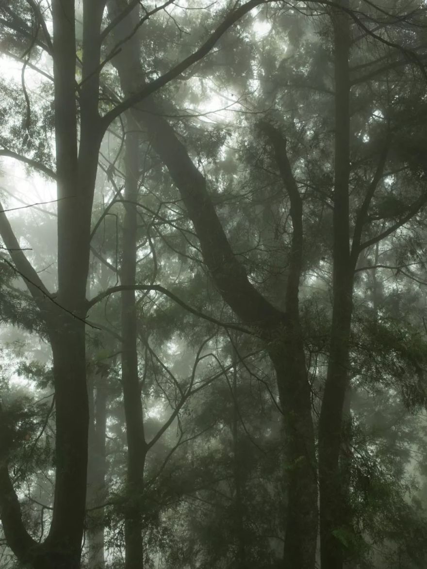 雾中苏红 | 自然、情感与时间的交融-31