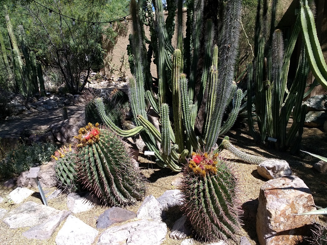 图森植物园（Tucson Botanical Garden）丨美国图森-23