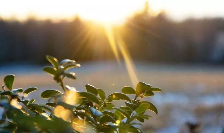 四季花开不间断的阳台打造指南-33