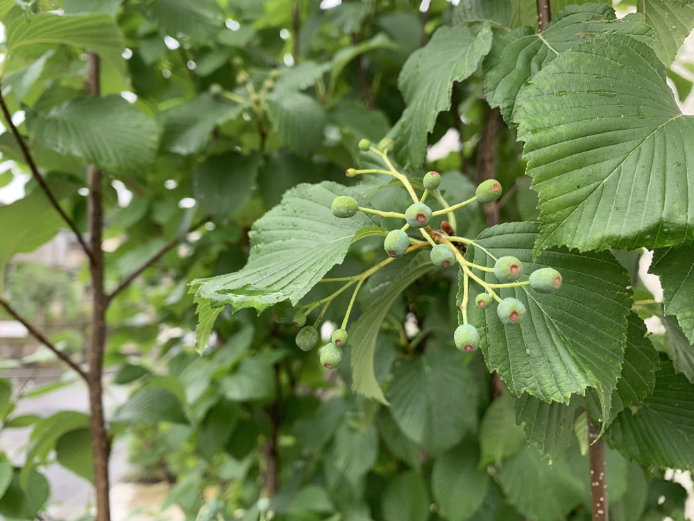 都筑区の庭【庭づくり事例 057】-34