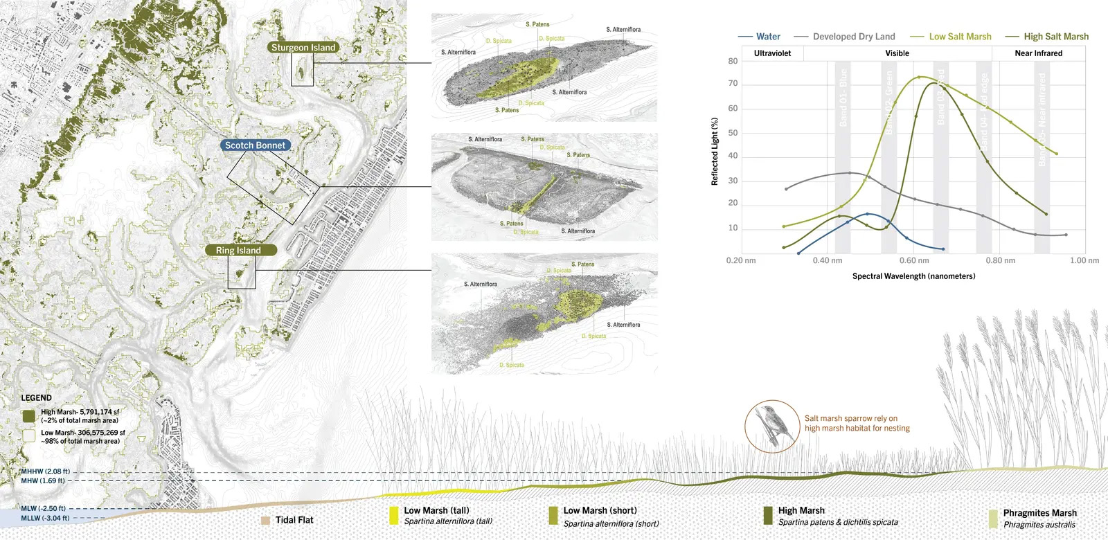 关乎时间:滨海盐沼的适应性管理丨美国新泽西-19