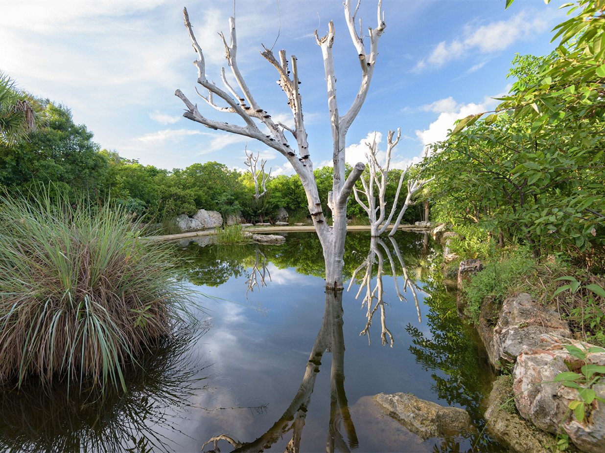巴哈马Leon Levy原生植物保护区丨沙特阿拉伯巴哈丨不详-2