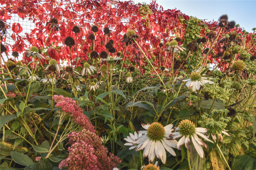 捷克波浪花园住宅庭院景观丨Partero-32