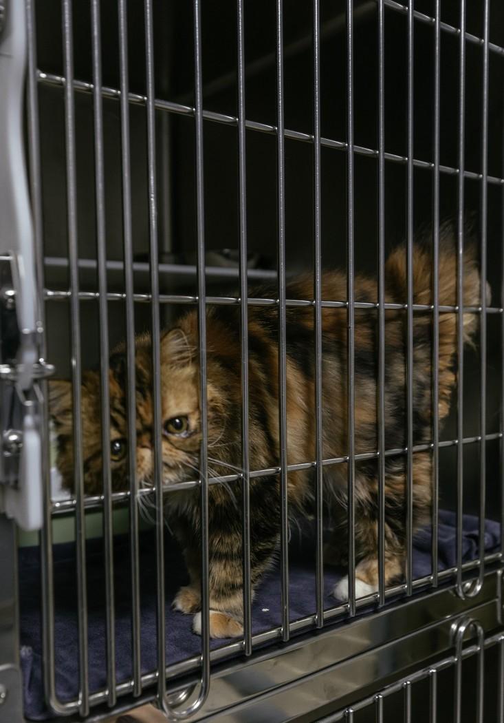 智荣宠物医院-27