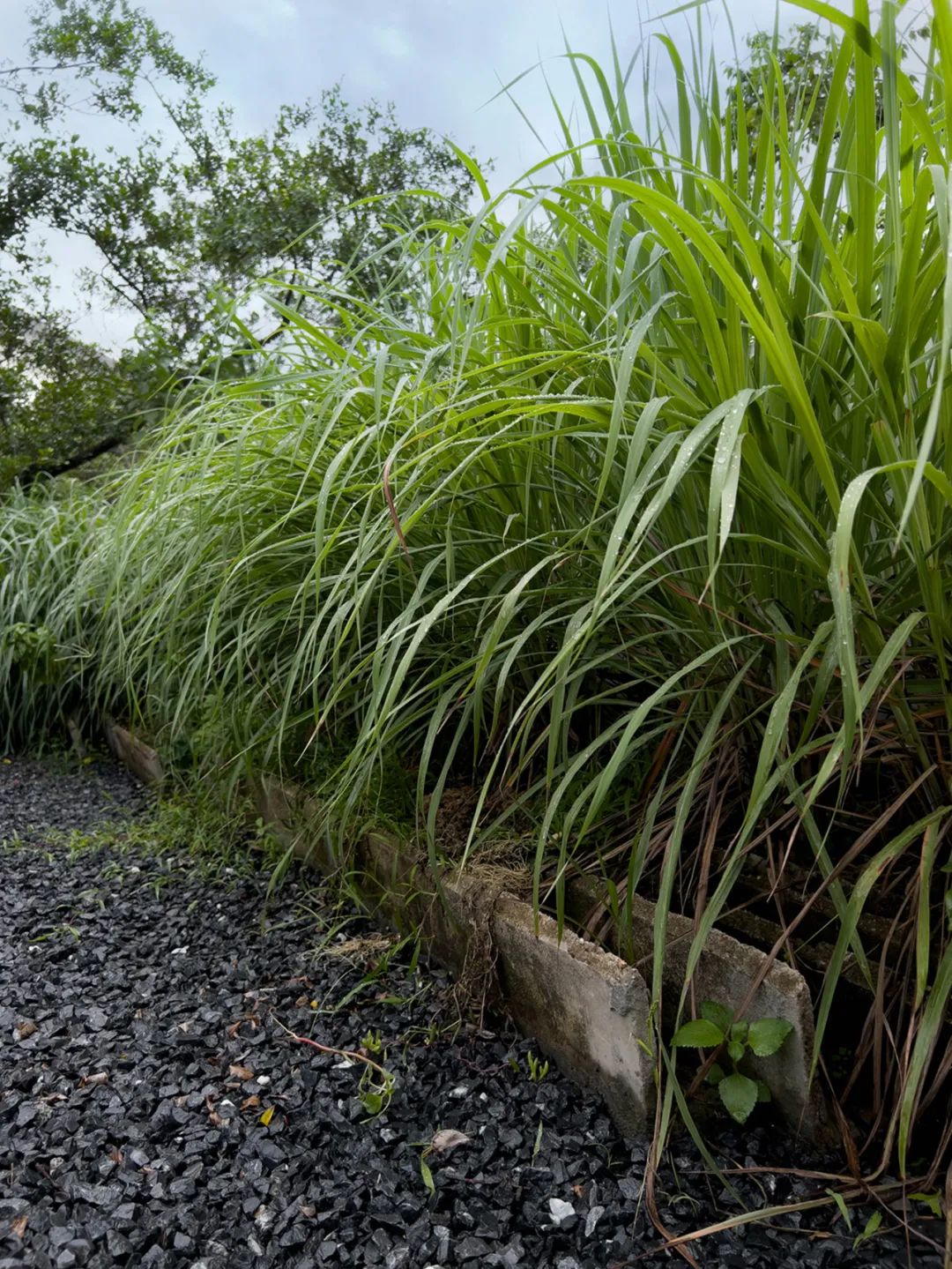 TTD 花园丨中国广州丨广州本至设计事务所-28