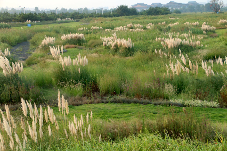 多岛海野草公园丨中国日照丨孔祥伟工作室-28