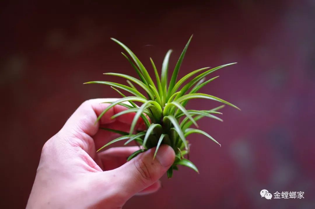 室内绿植搭配，打造春意盎然的家-94