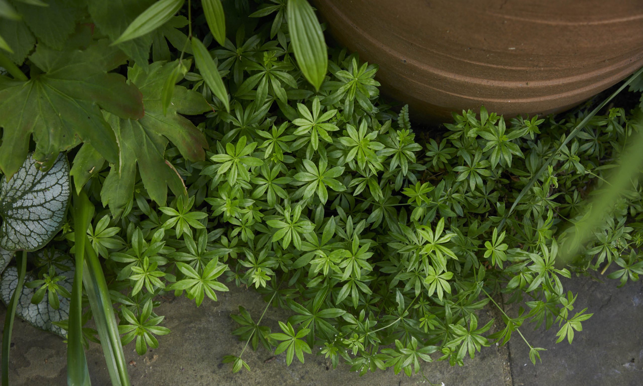 庭院花园,美在方寸之间丨英国丨Stefano Marinaz Landscape Arch-24