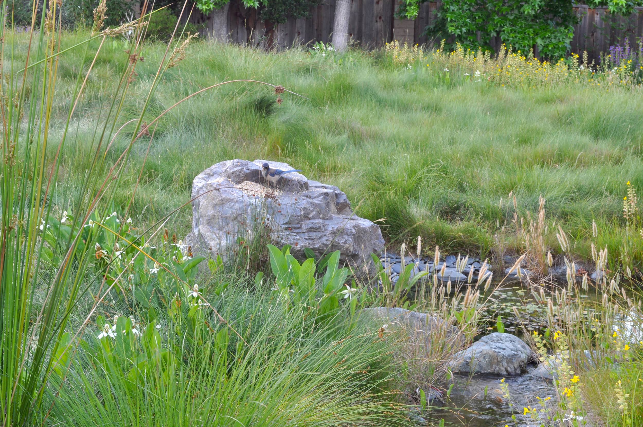 小面积荒野丨Huettl Landscape Architecture-8