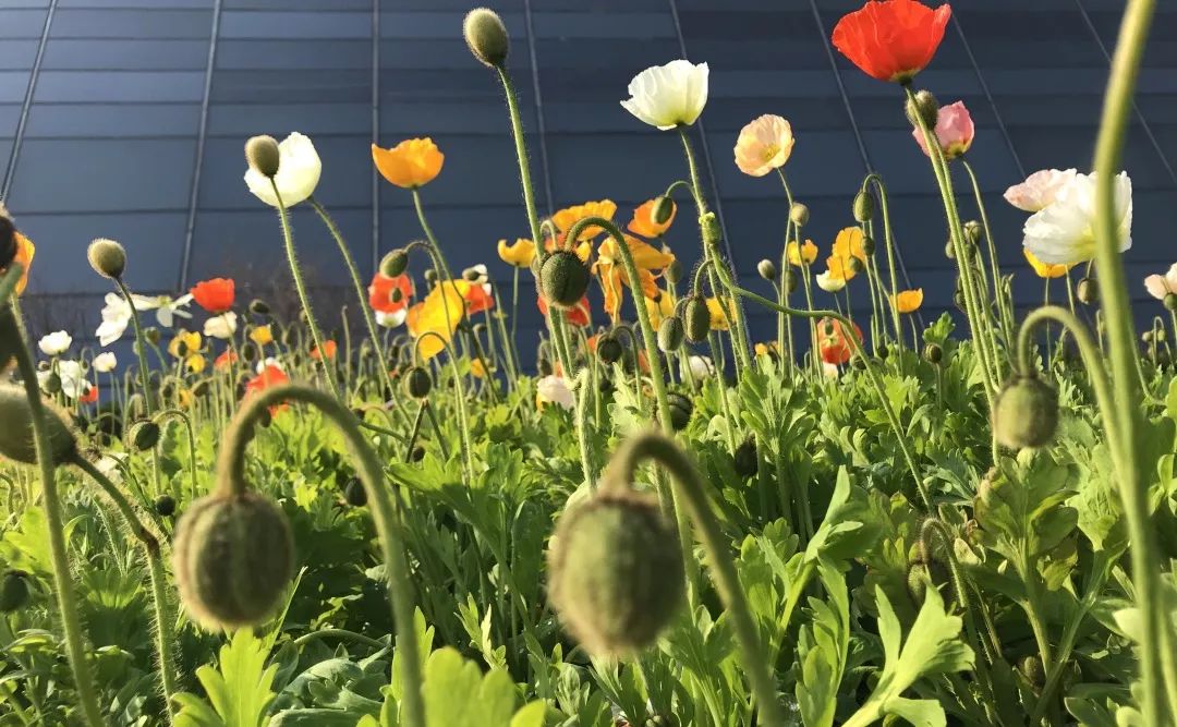 云山雅境,花园会议——广州白云国际会议中心-53