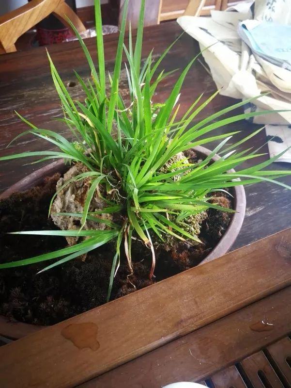 不惑之年，他自己动手建了一座楼顶花园，养花种菜喂鱼……-135