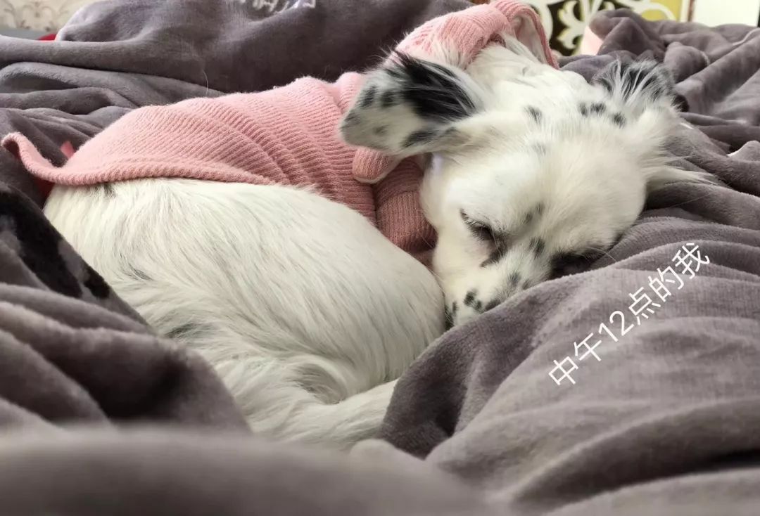 温暖 ENJOY | 从流浪狗到办公室宠儿的感人故事-55