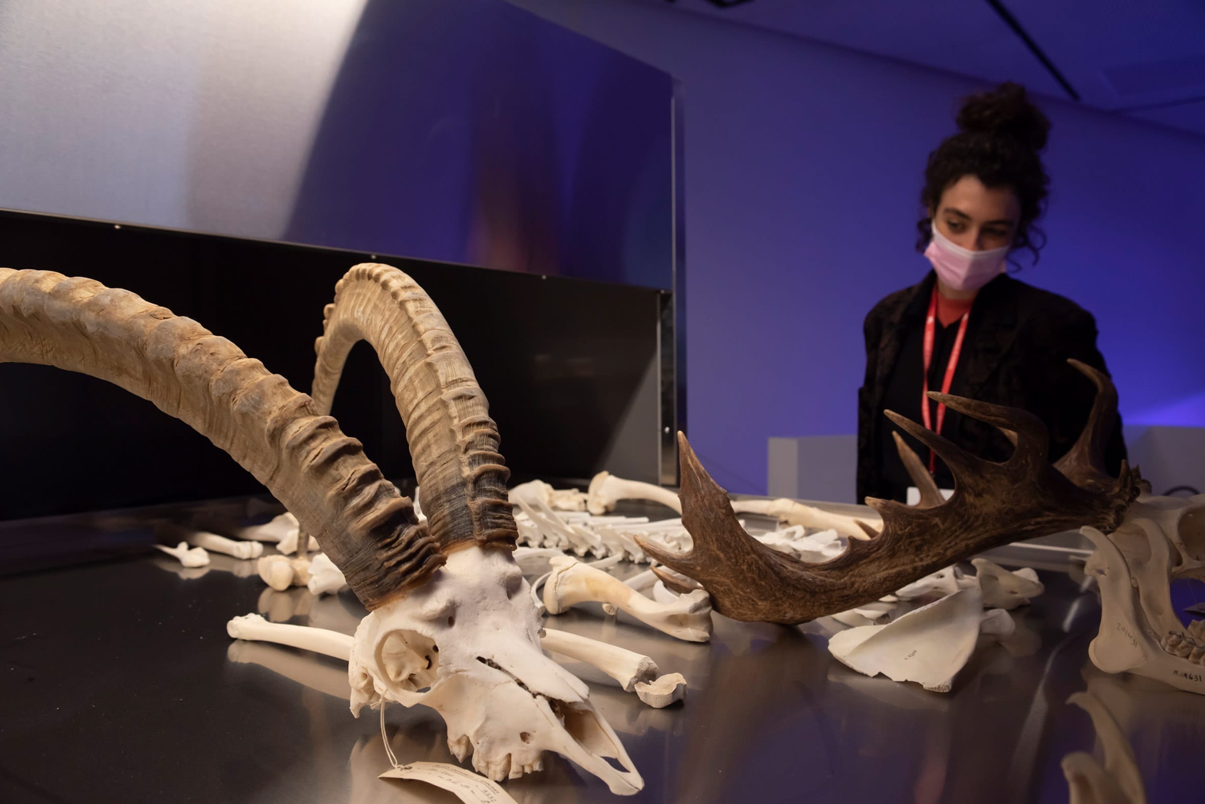 以色列在威尼斯建筑双年展上展示人类骨骼和动物标本-3