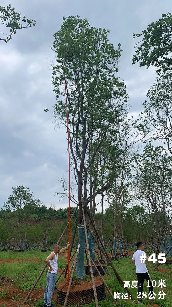 湖南衡阳 148 棵精品乌桕景观设计丨中国衡阳丨看见景观-55