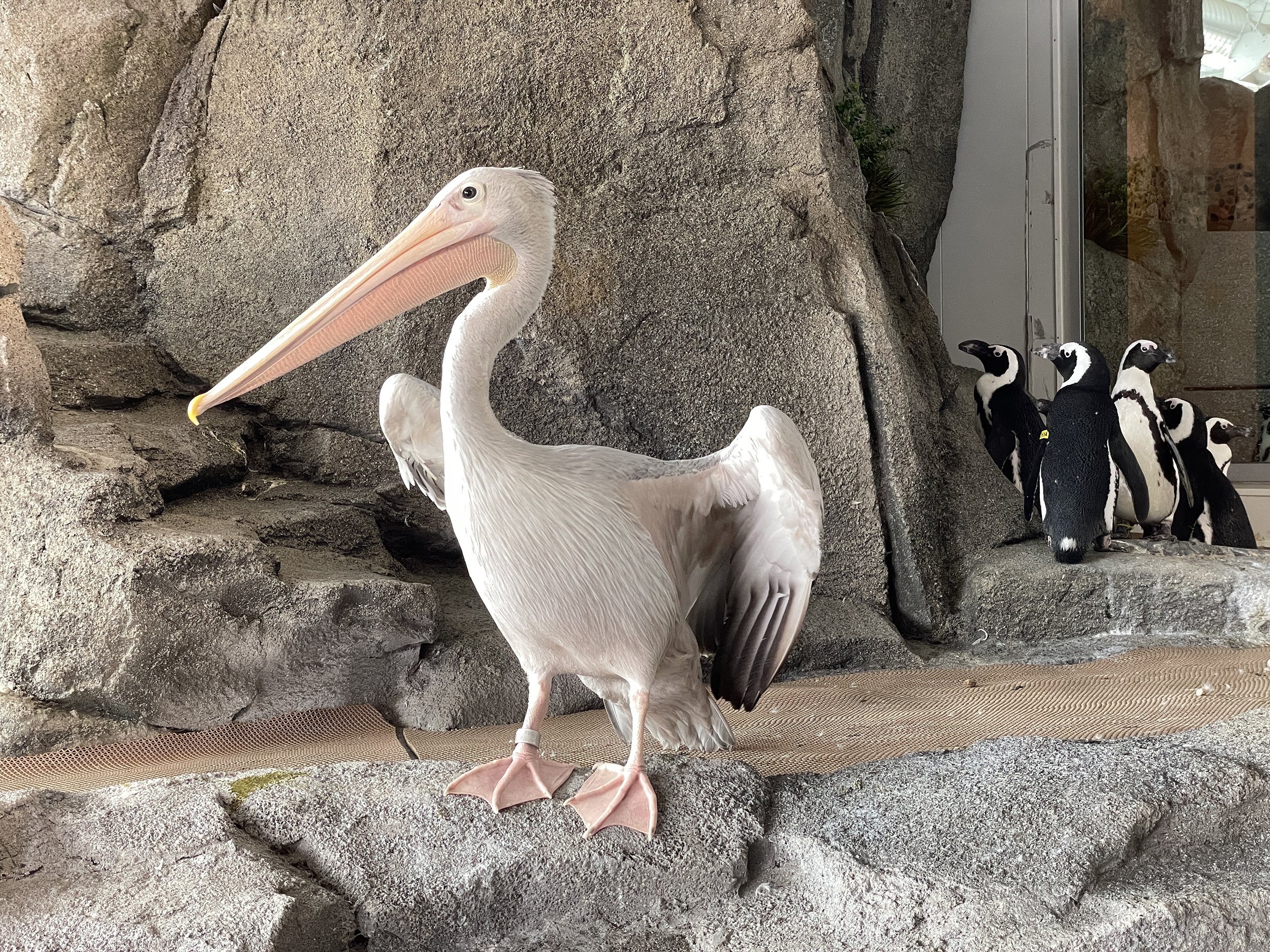 水际之地：非洲丨美国科罗拉多斯普林斯丨SH|R Studios-13