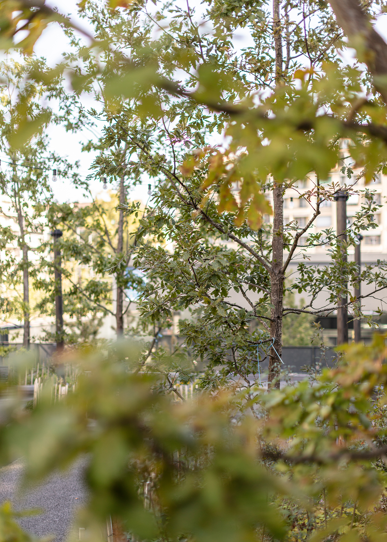 7000 Oaks 与城市生态共生的艺术设计-20