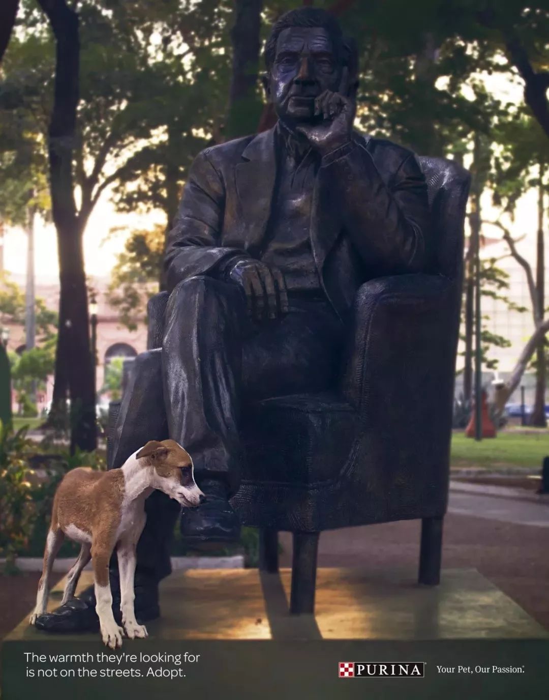 温暖 ENJOY | 从流浪狗到办公室宠儿的感人故事-3