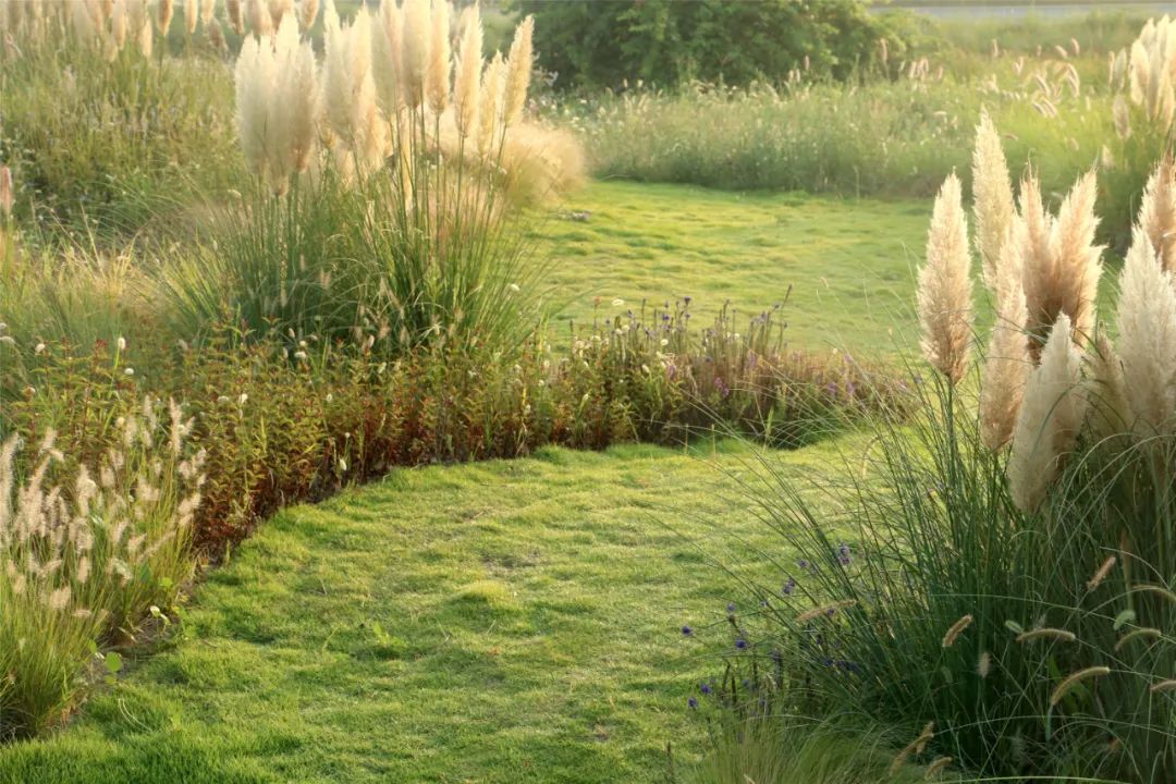 日照多岛海野草公园营造丨中国日照-14