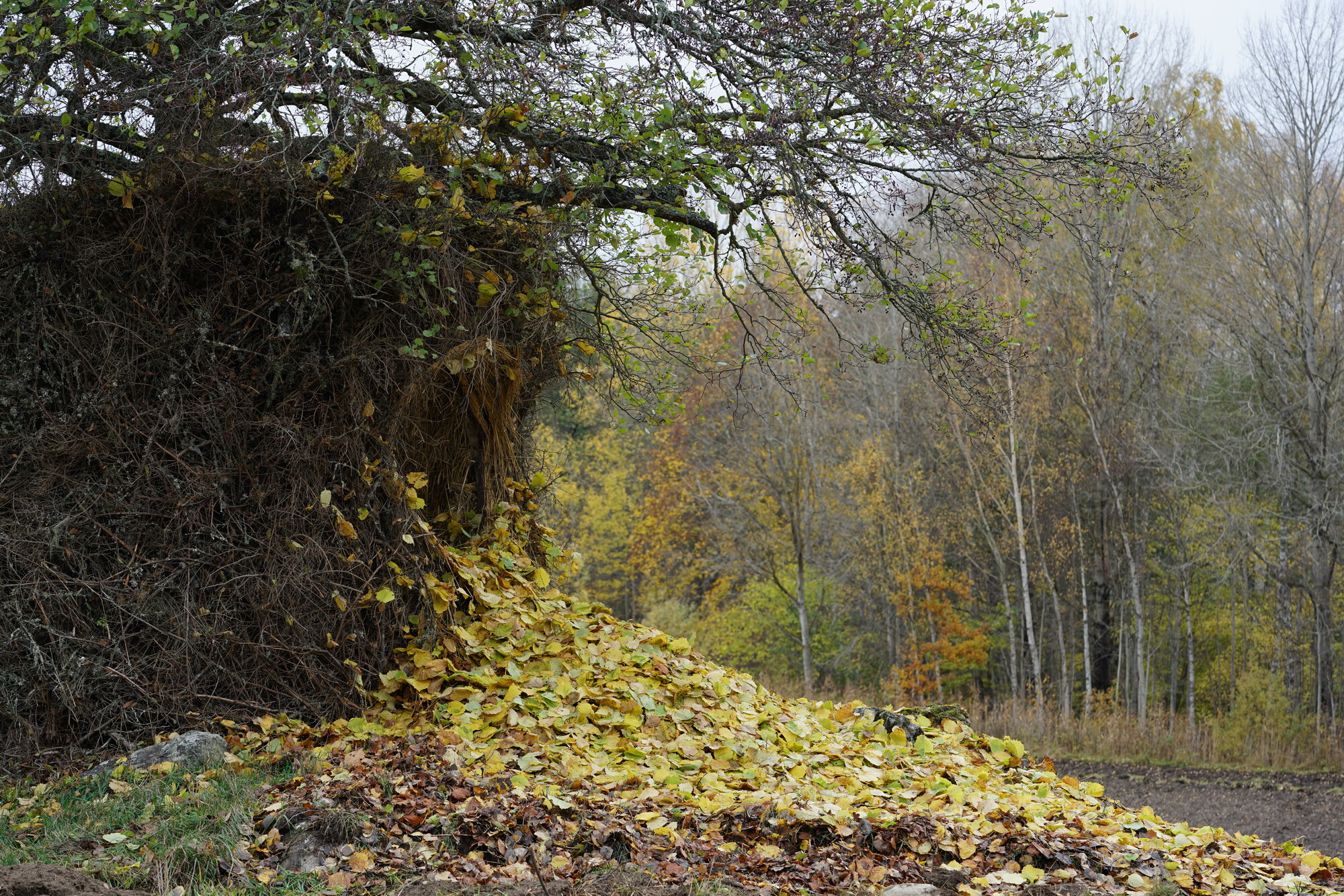 一树四季装置丨瑞典丨Ulf Mejergren + Antti Laitinen-17