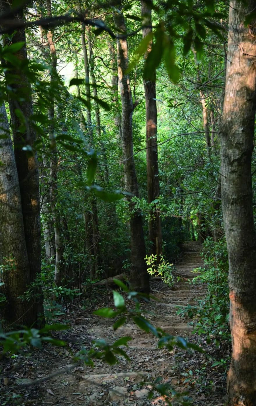 LAF设计实践收录|深圳市东湖公园郊野徒步径与自然教育径营建实践与反思-19