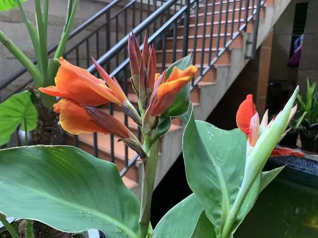 45天改造70㎡自家院子，他仅花4.2万元，改后的花园也太美了吧-60