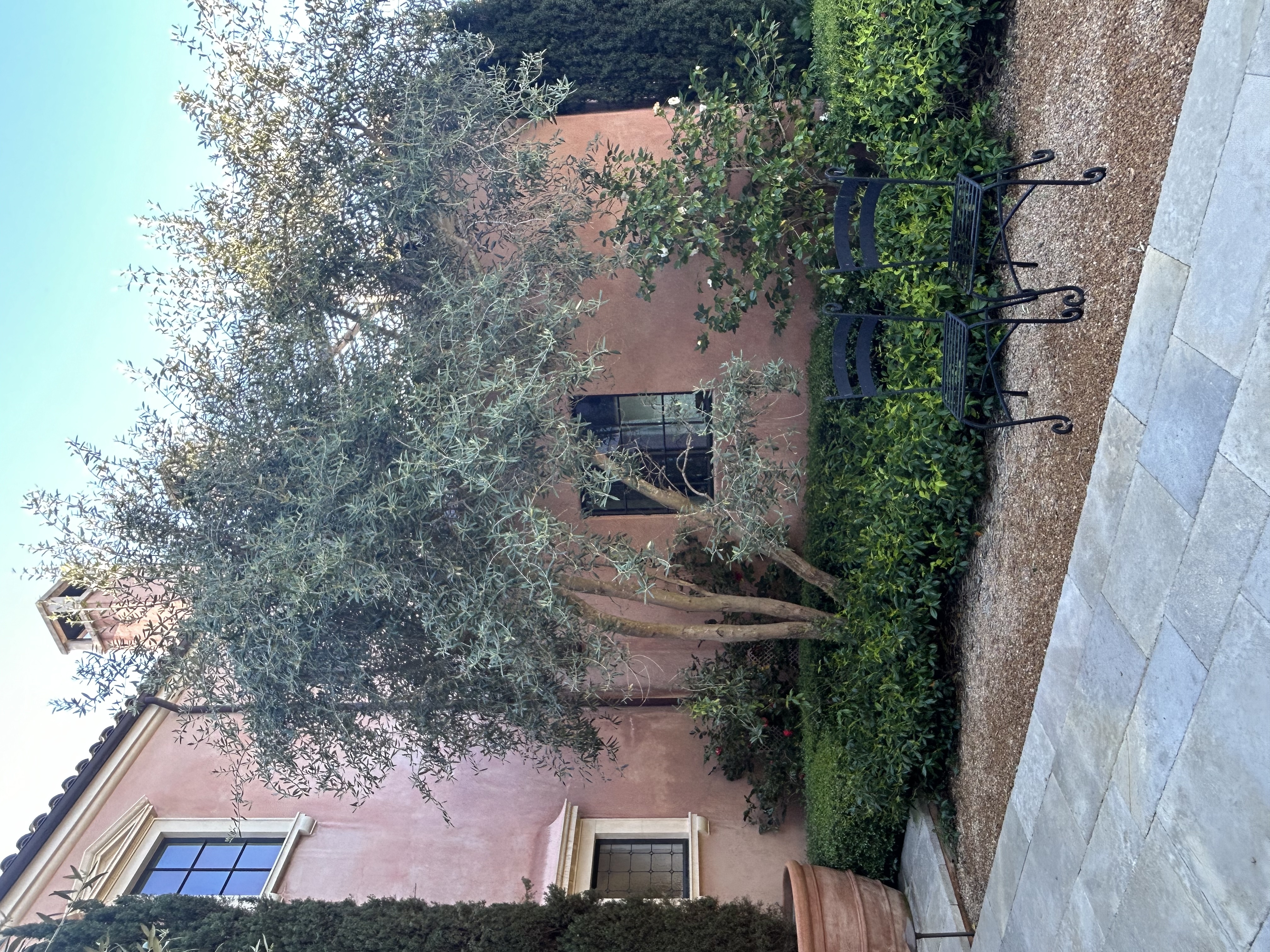 橄榄树修剪以改善厨房采光及树干线条-0