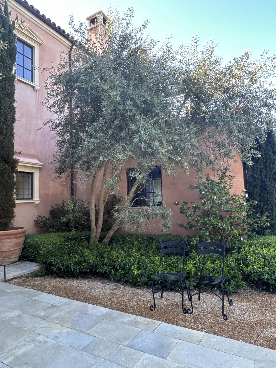 橄榄树修剪以改善厨房采光及树干线条-0