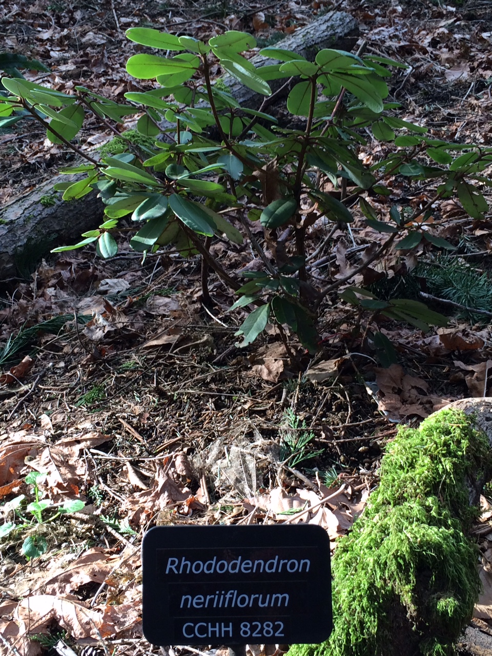 华盛顿公园喜马拉雅云林花园丨美国华盛顿-63