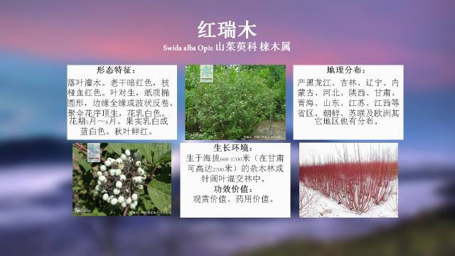 秋凌景观陪伴你学习的第3128天-28