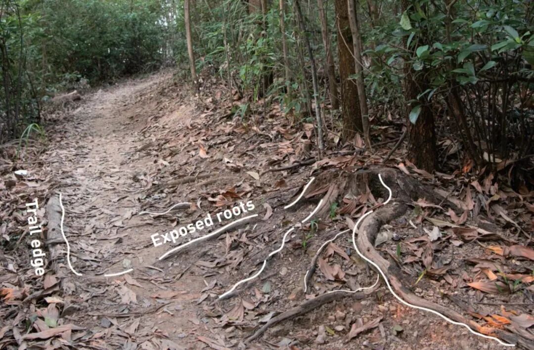 LAF设计实践收录|深圳市东湖公园郊野徒步径与自然教育径营建实践与反思-21