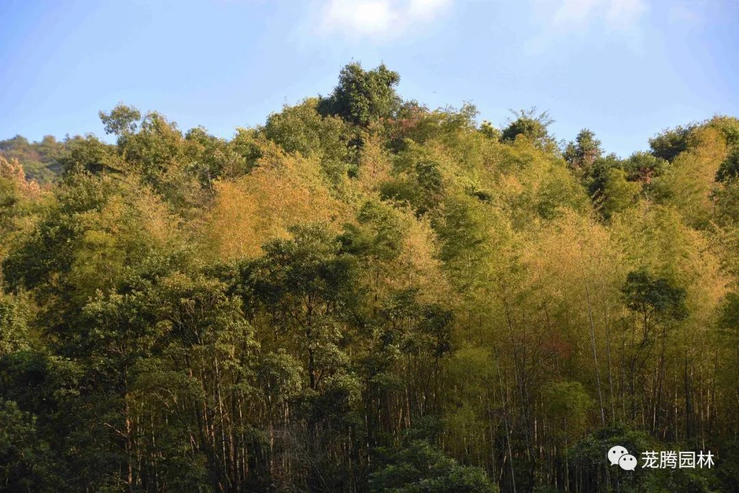 行走的茏腾人 | 象头山自然之美-35