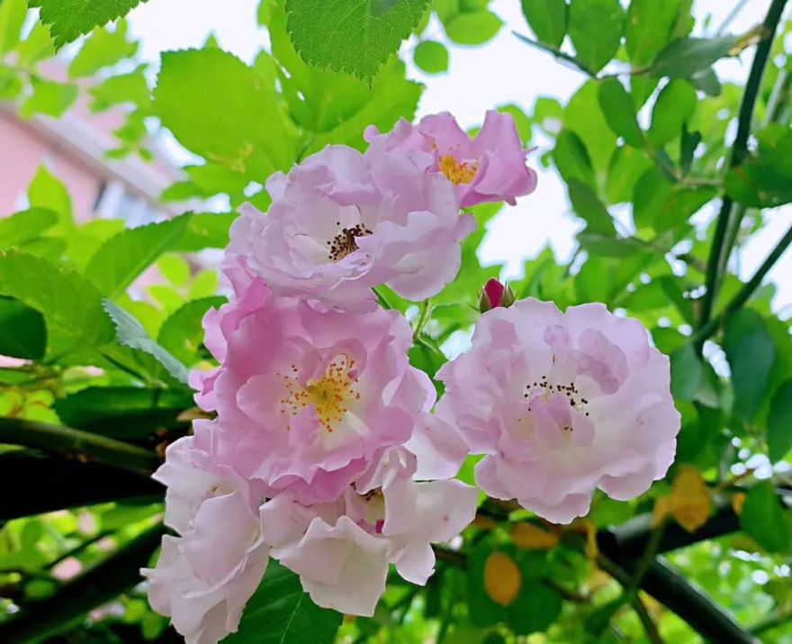 疫情下的自然憧憬 | 打造属于自己的一方花园天地-61