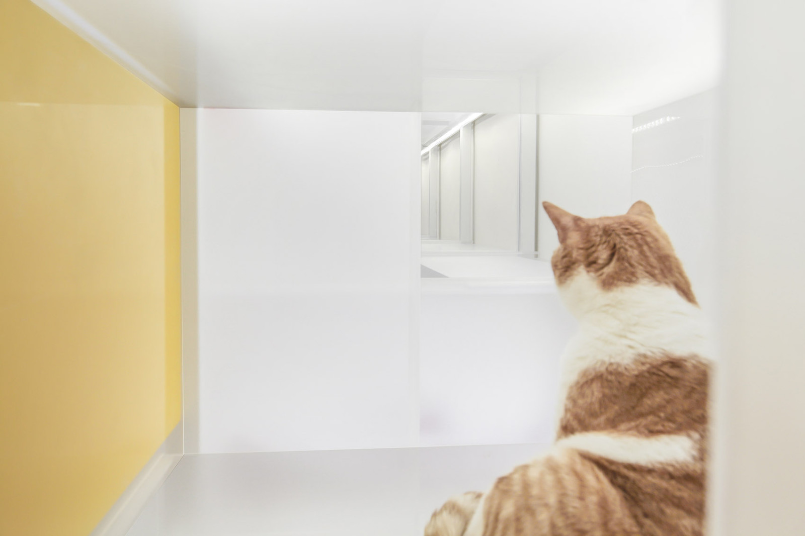 人宠雅居   48平方米高密度人宠的优雅混居-9