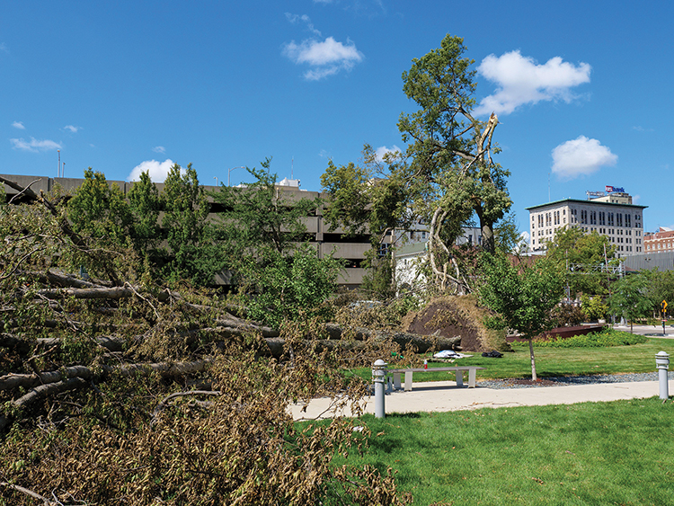 A Canopy Where it Counts | Landscape Architecture Magazine-1