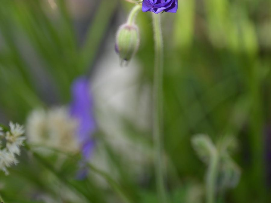 Eau de bonheur - Didier Danet - Entreprise Paysagiste-34