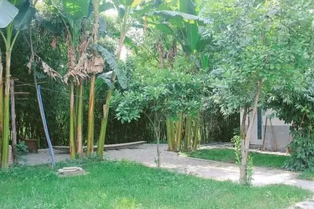 她徒手爆改废弃院子，三人一猫一狗，过着最诗意的生活！-53