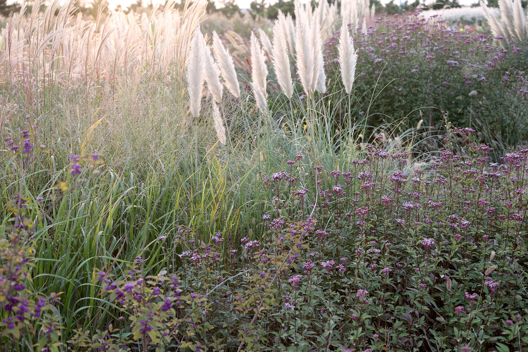 多岛海野草公园丨中国日照丨孔祥伟工作室-155