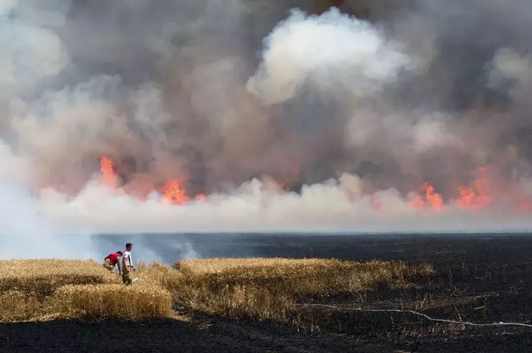 全球气候危机 | 亚马逊雨林火灾与生态破坏-180