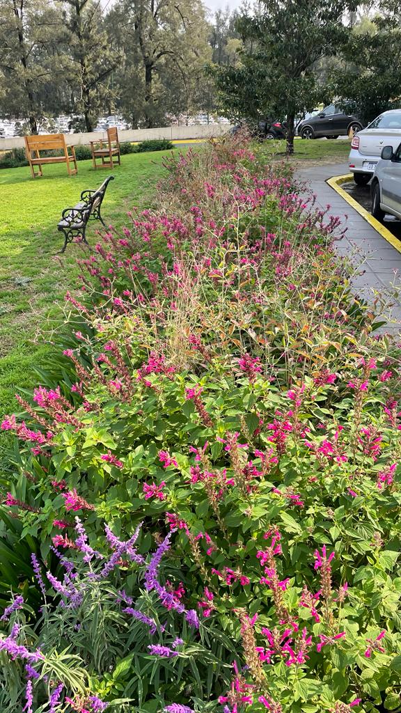 澳大利亚医院治疗花园设计项目丨阿根廷布宜诺斯艾利斯丨Valeria Lennon（农业工程师兼景观设计师）-5