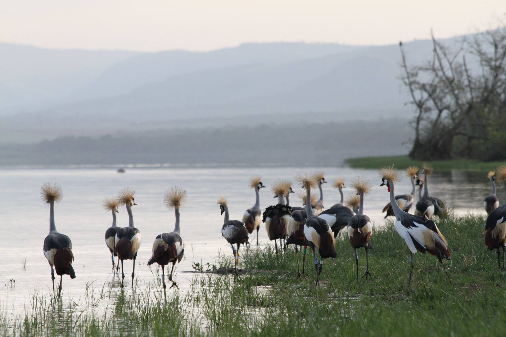 Rwanda Institute for Conservation Agriculture | MASS Design Group-92